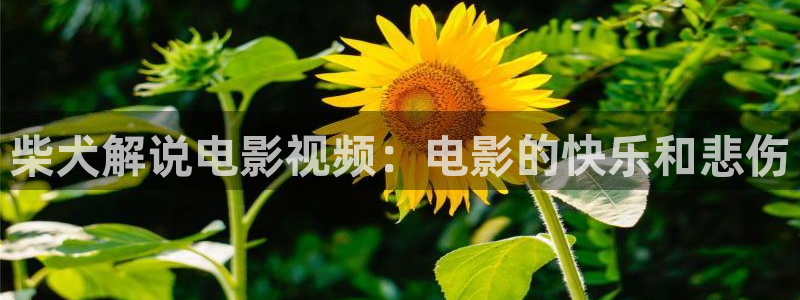 西瓜影视大全